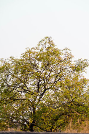 A beautifully detailed tree canopy stands against a calm, clear sky, showcasing harmony between...
