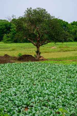 Rows of green plants growing uniformly in a cultivated field, showcasing agricultural abundance and...