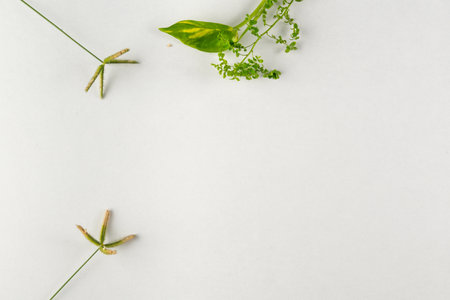 Artistic arrangement of green leaves and grass on a white backdrop, emphasizing simplicity and nature's beauty in an empty space design.の写真素材