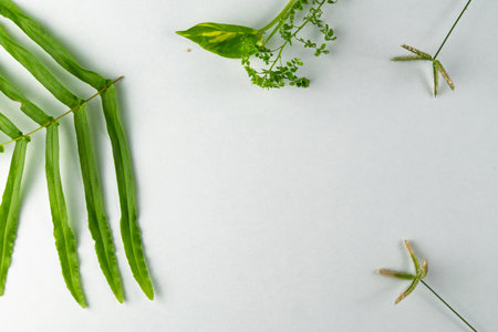 Green leaves and natural elements arranged against a clean white background, evoking simplicity and serenity for design projects, nature themes, and eco-friendly concepts.の写真素材
