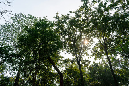 Vibrant green trees in a serene forest, showcasing the beauty of nature under natural light.