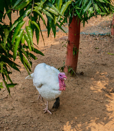 White turkey bird with colorful head pecking at ground in natural outdoor environment, surrounded by plants.の写真素材