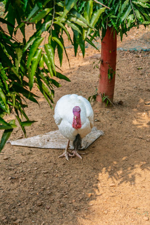 White turkey bird with colorful head pecking at ground in natural outdoor environment, surrounded by plants.の写真素材
