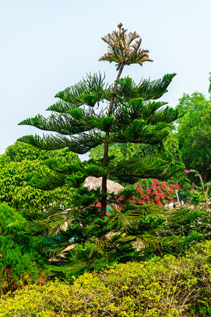 A tall, evergreen tree surrounded by vibrant foliage in a scenic garden, showcasing its intricate branches and vivid greenery under a clear blue sky during daylight.の写真素材