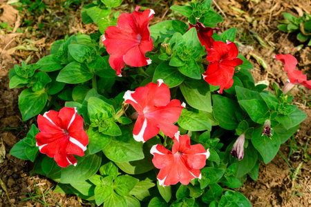 Vibrant red flowers with white accents in full bloom surrounded by fresh green leaves in a well-maintained garden bed. A beautiful display of nature's elegance and colorful beauty.の写真素材