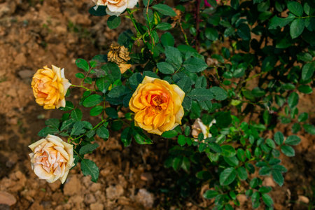 Orange roses bloom vibrantly among lush green foliage in a colorful garden scene enhanced by fallen petals.の写真素材