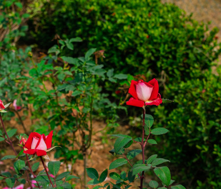 A beautiful scene featuring blooming red roses amidst lush green leaves in a vibrant garden. The sunlight enhances the vivid colors, creating a serene and peaceful atmosphere.の写真素材