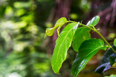 Vibrant green leaves naturally highlighted against a lush blurred forest background, creating a...