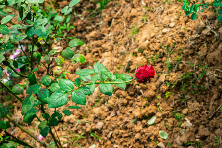 A vibrant red rose surrounded by green leaves in a natural outdoor garden setting. This image captures the beauty of a blooming flower and its tranquil environment, symbolizing love and nature.の写真素材