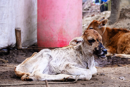 Calves relaxing on a dirt ground with a rustic background, depicting rural and agricultural life. The scene reflects tranquility and the beauty of farm animals.の写真素材
