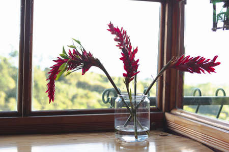 Red flowers in a transparent vase with water, on a wooden table next to a window with sunny mountains in the backgroundの写真素材