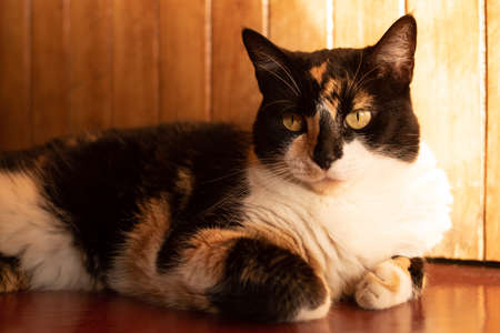 Three-colored cat lying on a red floor and lying on a wooden wall, with the sun illuminating its faceの写真素材