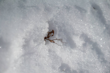 snow in macroの写真素材
