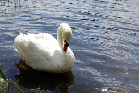 wild swan swimming by the lake の写真素材