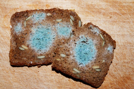 Moldy toxic bread isolated on white backgroundの写真素材
