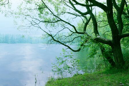 moody landscape with old tree and lake in the morning as nature background wallpaper sceneryの写真素材