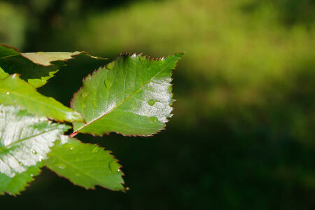 green rose leaf with drops of water on dark natural backgroundの写真素材