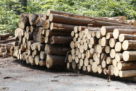 stack of pine trees trunks, deforestationの写真素材