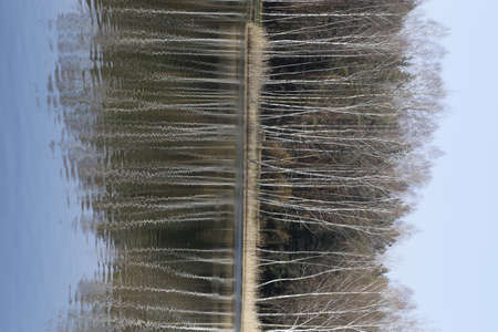 trees reflected in the calm water, shore of the scandinavian lake, nature backgroundの写真素材