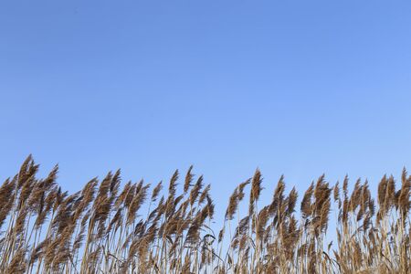 dry grass on blue sky, nature backgroundの写真素材