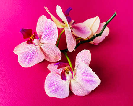 beautiful fresh branch with orchids on pink backgroundの写真素材