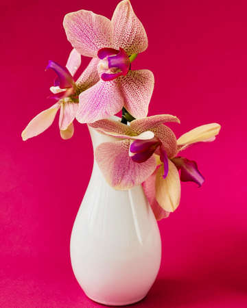 beautiful pink orchid in a white vaseの写真素材