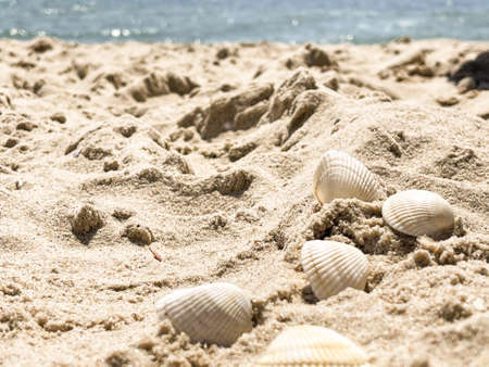 small white seashells on the seashore