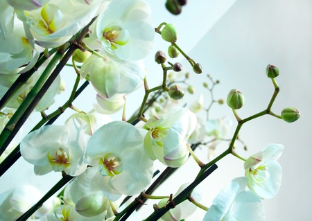 White orchidsの写真素材
