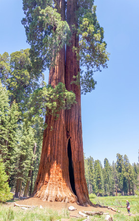 big sequoia trees are standing in Sequoia National Park, USAの写真素材