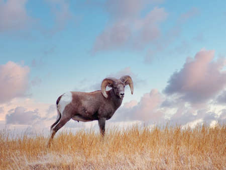 Bighorn Sheep Ram & Ewe in Badlands National Park, South Dakota, USAの写真素材