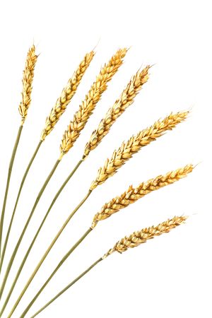 Wheat isolated on white backgroundの写真素材