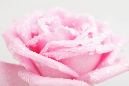 Close up beautiful rose background with water dropsの写真素材
