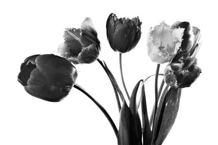 Tulips isolated on white  Summer flower の写真素材
