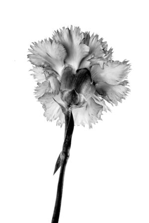  carnatoins flowers isolated on a white background の写真素材