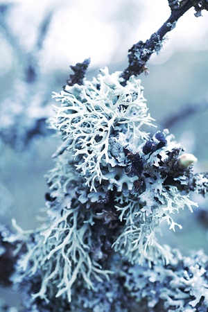 Old tree bark with mossの写真素材