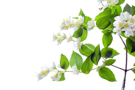 Fresh  Summer flower isolated on whiteの写真素材