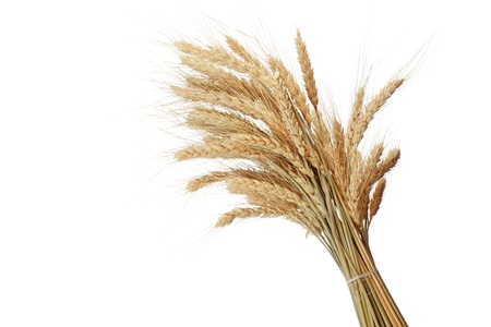 Bundle of the gold wheat earsの写真素材