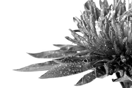 aster Isolated on white background  Summer flowerの写真素材