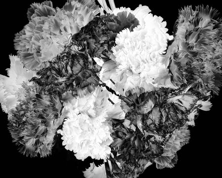 Carnation flower backgroundの写真素材