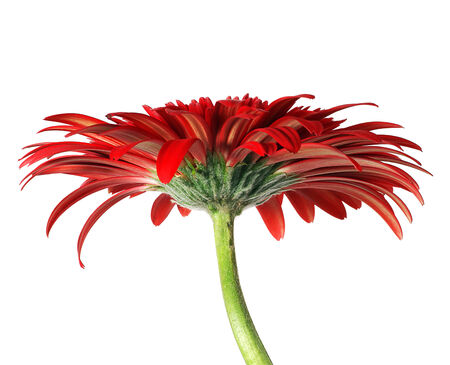 Gerber flower backgroundの写真素材