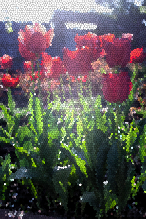Spring background with fresh  tulips in bloomの写真素材