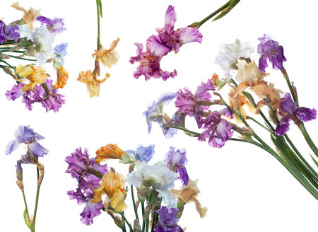 bouquet of  iris flowers isolated on white backgroundの写真素材