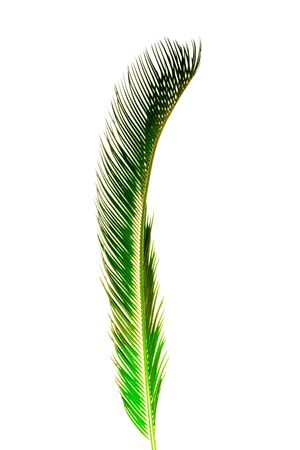 Summer background with tropical greenery leaf - palm isolated on whiteの写真素材