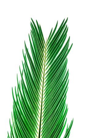 Summer background with tropical greenery leaf - palm isolated on whiteの写真素材