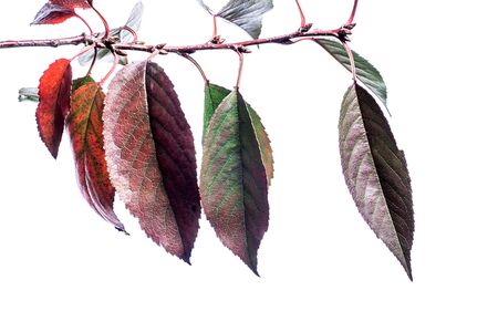 Summer background with branches green leaves isolated on white. Fresh bouquet. Sezonal botanica