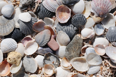 texture, shell, background