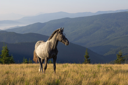 Beautiful morning landscape with the young horseの写真素材