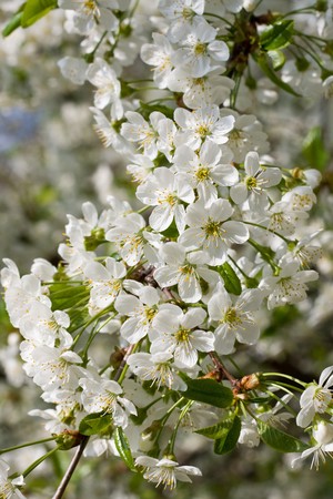 Cluster of white flowers of cherry on a background green leavesの写真素材