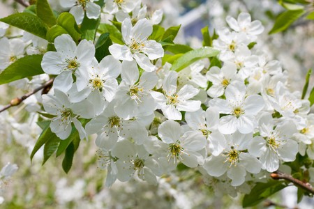 Branch of white flowers cherry with green leavesの写真素材