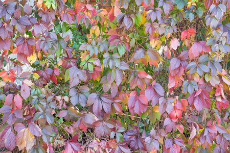Wall of vine leaves of red and green colorsの写真素材